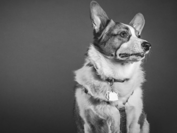 Stop the Yulin Dog Meat Festival in China Permanently!