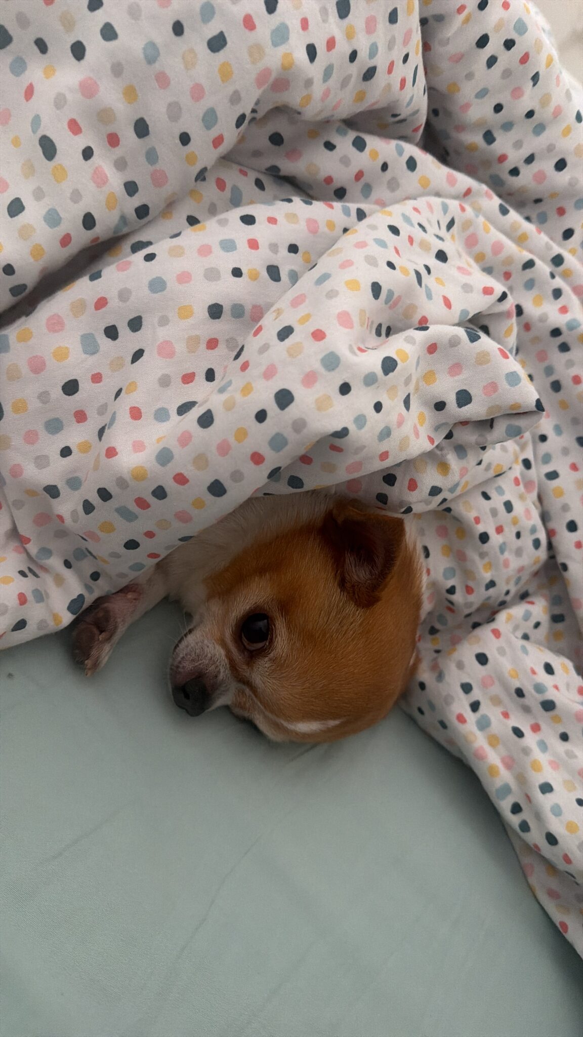 שחנשם שםדם שם לד